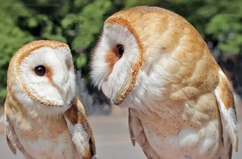 Barn Owls, Ugle i Australien