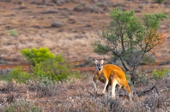 Kænguru i Flinders Ranges Nationalpark, South Australia