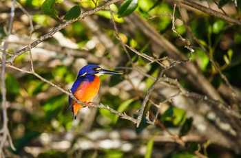 Den farverige Kingfisher, Australien