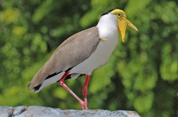 Masked Lapwing, fugl i Australien