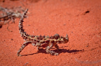 Firben i den australske outback - Australien