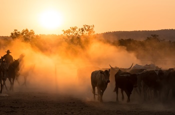 Kvæg og cowboys i den australske outback - Australien