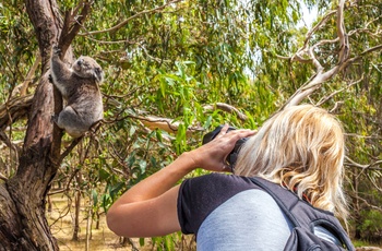 Koala på Phillip Island, Victoria i Australien