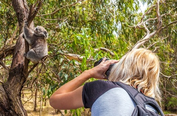 Koala på Phillip Island, Victoria i Australien