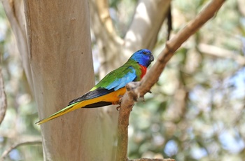 Scarlet chested parrot, papagøje i Australien