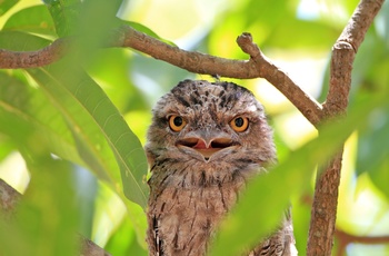 Tawny Frogmouth, ugle i Australien