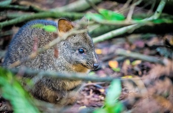 Wallaby, lille kænguru i Australien