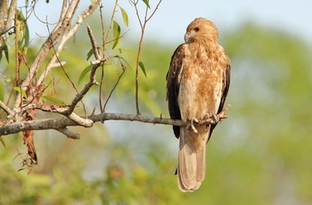 Whistling Kite, ørn i Australien