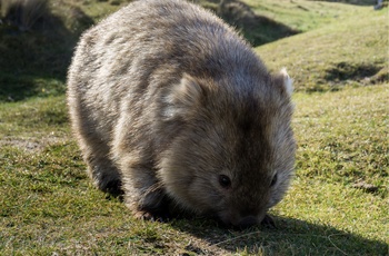 vombat på Tasmanien 