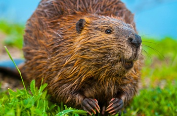 Bæver i Canadas natur