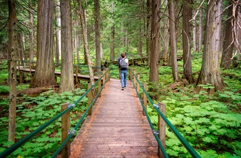 Hemlock Grove Boardwalk trail i Glacier National Park of Canada - British Columbia