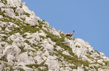 Balkan chamois i Durmitor National Park, Montenegro