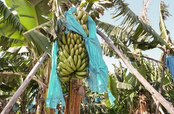 Der er store bananplantager omkring Hazyview i Sydafrika