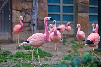 Flamingoer i Berlin Zoo, Tyskland