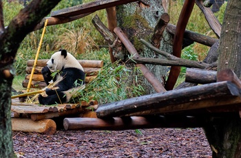 Panda i Berlin Zoo, Tyskland