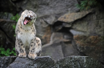 Sneleopard i Berlin Zoo, Tyskland