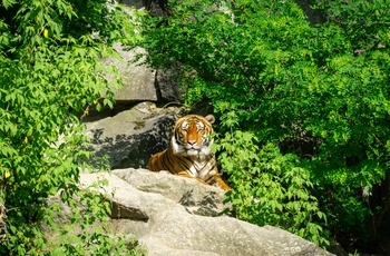 Tiger i Berlin Zoo, Tyskland