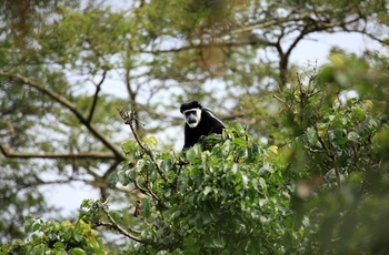 Sort-hvide colobus abe i Bigodi Wetland Sanctuary - Uganda