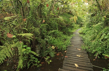 Bigodi Wetland Sanctuary - Uganda