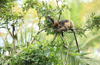 Den vestlige røde colobus abe i Bigodi Wetland Sanctuary - Uganda