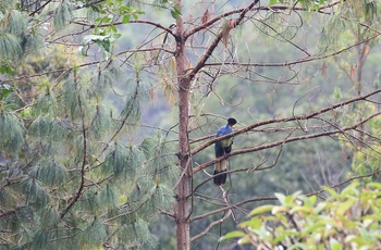 Kæmpeturako i Bigodi Wetland Sanctuary - Uganda