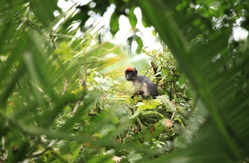 Den Den vestlige røde colobus abe i Bigodi Wetland Sanctuary - Uganda