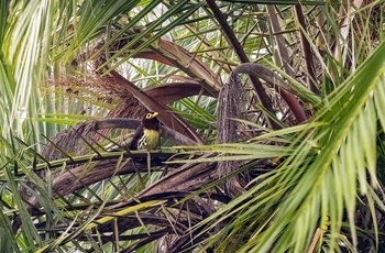 Gulnæbbede barbet i Bigodi Wetland Sanctuary - Uganda