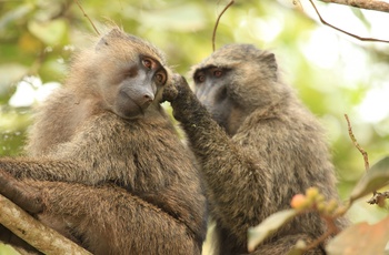 Bavianer i Bigodi Wetland Sanctuary - Uganda