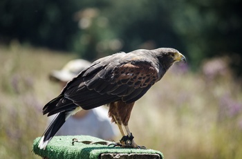 Besøg Bird of Prey Centre udenfor byen Dullstroom i Sydafrika