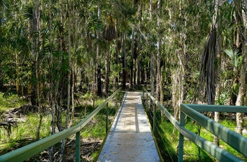 Bitter Springs i Mataranka i Elsey National Park - Northern Territory i Australien