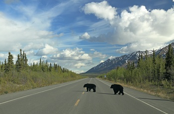 Bjørne krydser vejen i Kluane National Park and Reserve i Yukon-territoriet - Canada