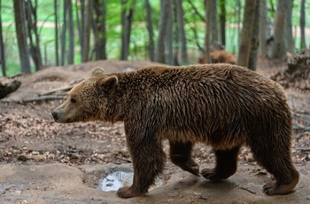Bjørnecenteret i Arcturos - Grækenland