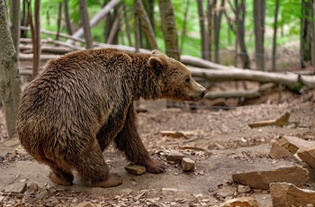 Bjørnecenteret i Arcturos - Grækenland