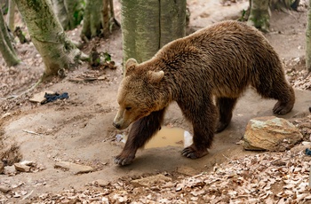 Bjørnecenteret i Arcturos - Grækenland