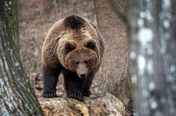 Bjørnecenteret i Arcturos - Grækenland