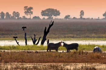 Flodheste i Chobe National Park, Botswana
