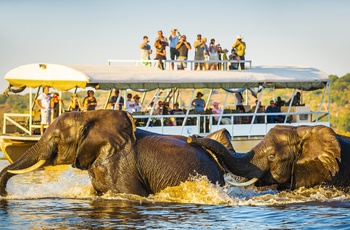 Elefanter i Chobe National Park, Botswana
