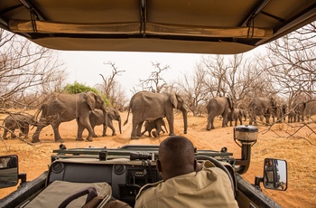 Elefanter set på safari i Chobe National Park, Botswana