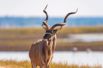 Kudu i Chobe National Park, Botswana