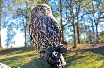 Ugle i Lone Pine Koala Sanctuary, Brisbane i Queensland