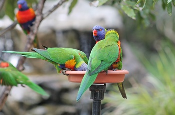 Papegøjer i Lone Pine Koala Sanctuary, Brisbane i Queensland