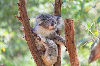 Koala i Lone Pine Koala Sanctuary, Brisbane i Queensland