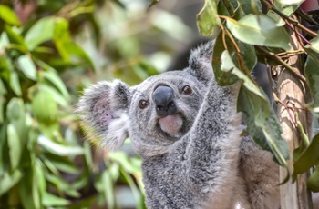 Koala i Lone Pine Koala Sanctuary, Brisbane i Queensland