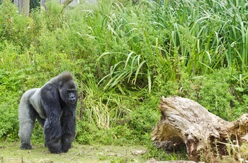 Bristol Zoo er kendt for deres gorillaer, Sydengland