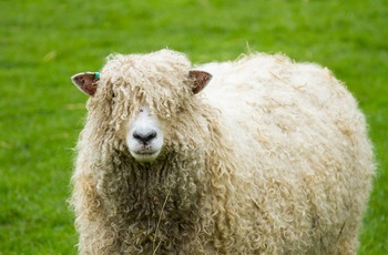 British Sheepskin Company