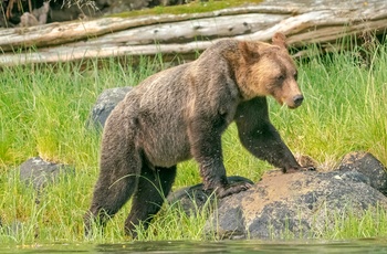 Bjørn, British Columbia i Canada