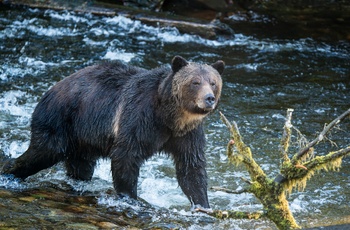 Bjørn i British Columbia, Canada