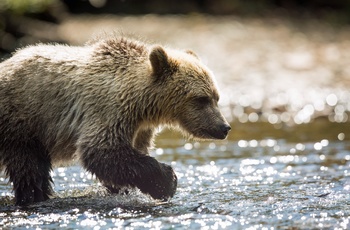 Grizzlybjørn fisker i flod, British Columbia i Canada