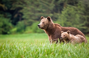 Grizzlybjørn med unge, British Columbia i Canada