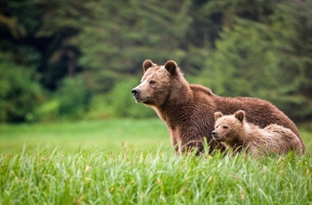 Grizzlybjørn med unge, British Columbia i Canada